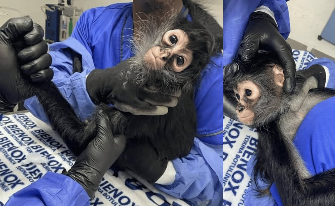 Foto: Unidad de Rehabilitación de Fauna Silvestre atienen al animal