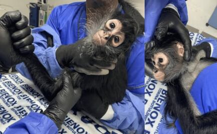 Veterinarios de Pachuca salvan a un mono araña