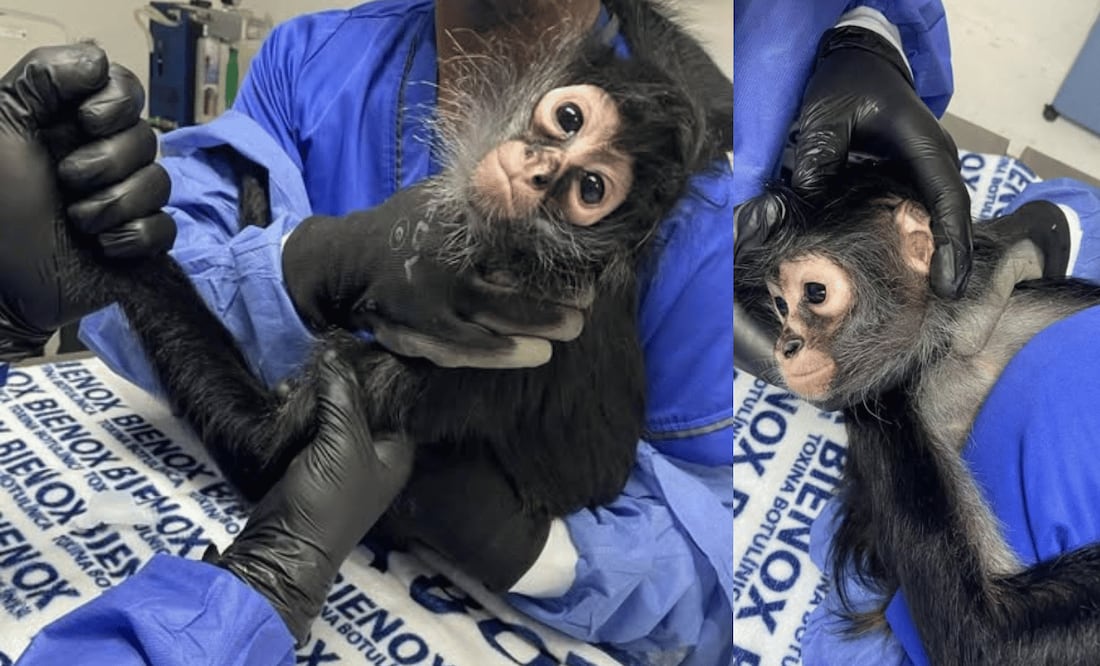 Foto: Unidad de Rehabilitación de Fauna Silvestre atienen al animal