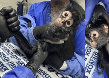 Veterinarios de Pachuca salvan a un mono araña