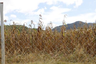 Francisco I. Madero, con deudas y sin siembras