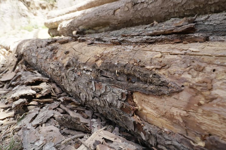 Intensifican las acciones contra el gusano barrenador en San Bartolo Tutotepec