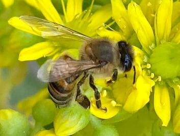 Abejas sufren desorientación por cambio climático