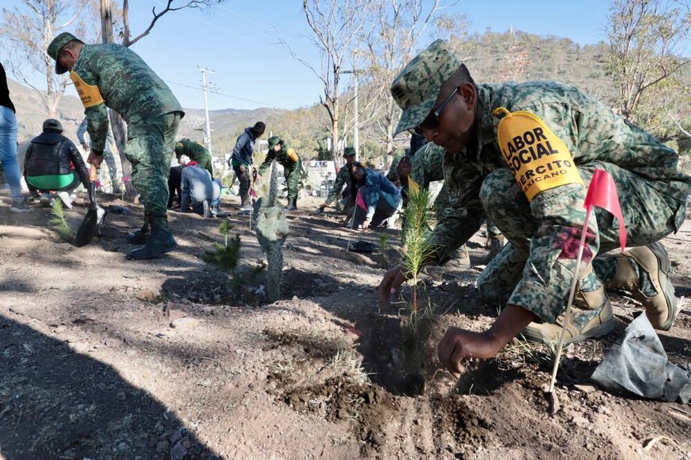 Se sembraron 3 mil pinos de Ocote, en un área de 27 hectáreas, dónde fueron talados 25 árboles de eucalipto por lo que participaron 200 dígitos soldados, 100 elementos de la Guardia Nacional.