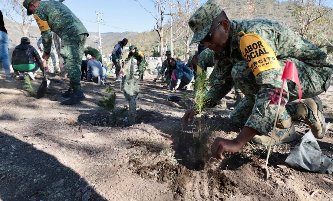 Se sembraron 3 mil pinos de Ocote, en un área de 27 hectáreas, dónde fueron talados 25 árboles de eucalipto por lo que participaron 200 dígitos soldados, 100 elementos de la Guardia Nacional.