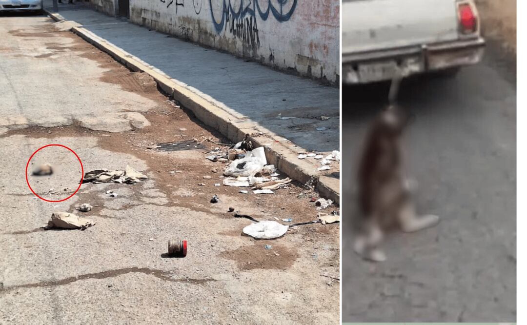 En Pachuca y en Santiago Tulantepec se detectaron dos casos de maltrato animal I Foto: especial