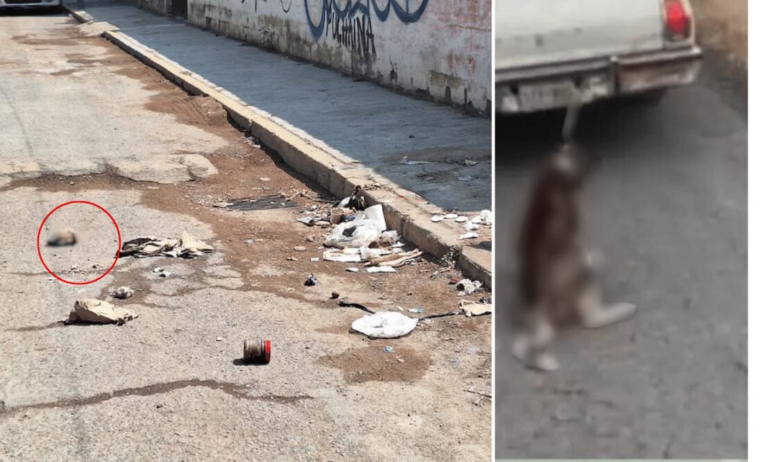 En Pachuca y en Santiago Tulantepec se detectaron dos casos de maltrato animal I Foto: especial