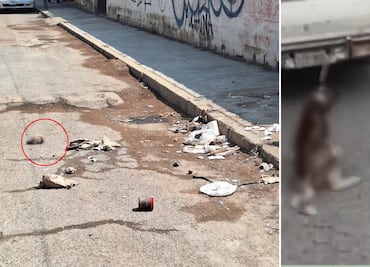 Se reúne la PGJEH con propietarios de Layca, canina que vivió maltrato animal en Santiago Tulantepec