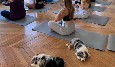 Italia prohíbe yoga con perritos tras informes de presunto maltrato animal