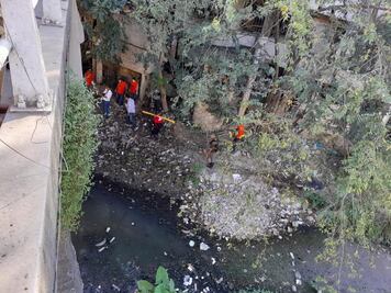 Ambientalistas y comerciantes rescatan tortugas de aguas negras
