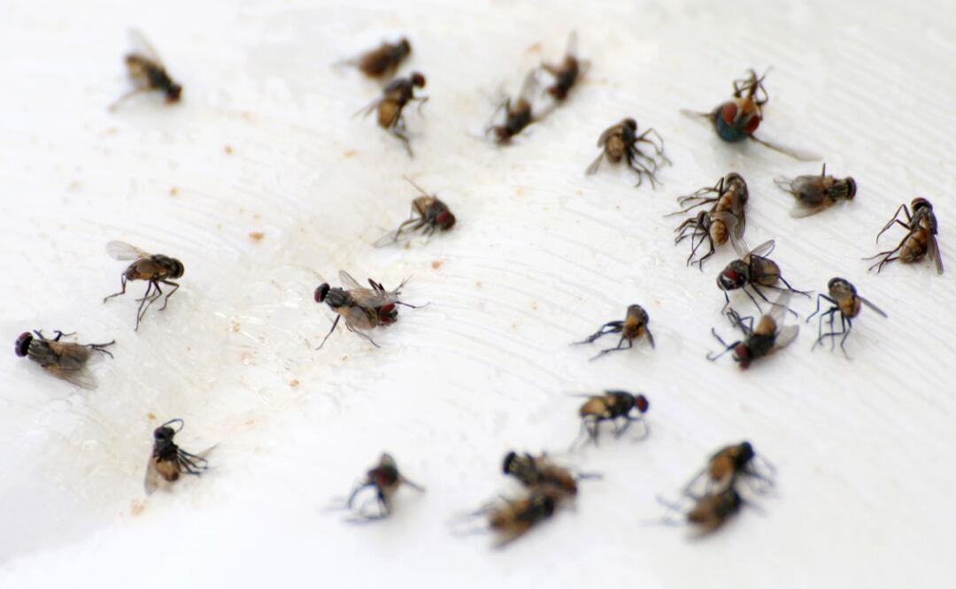 Conagua hace frente al problema de las moscas en Atotonilco de Tula: foto ilustrativa