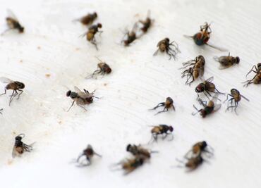 Conagua hace frente al problema de las moscas en Atotonilco de Tula