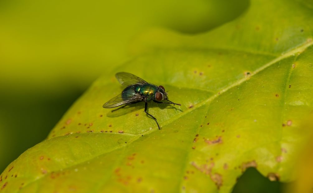 Alertan por presencia de gusano barrenador en ganado de la Huasteca | Foto: Pexels