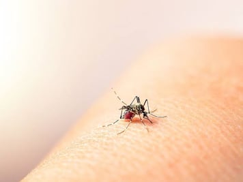 Incrementan casos de dengue en Hidalgo en un 800%