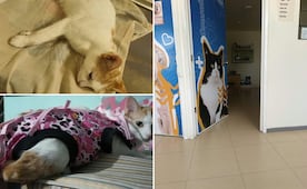 Hidalgo supera 50% de su meta de esterilización animal; 43 municipios están rezagados