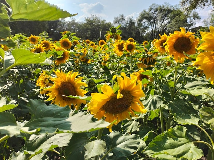 Campo de girasoles florece en Tula como atractivo turístico temporal | Facebook: Rancho "Los Álamos"