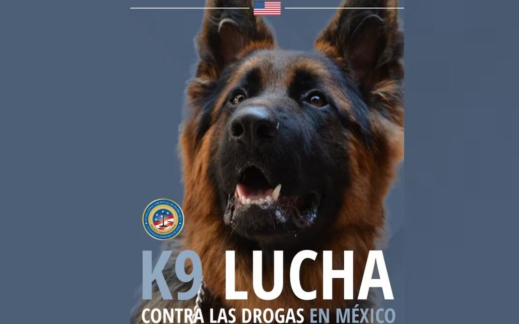 Un K9 donado ayudó a incautar metanfetamina en Tamaulipas: Embajada de EU en México. Foto: Especial
