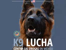 Perros donados por EU combaten tráfico de drogas en México: Embajada; incautan 500 mil pastillas de fentanilo con su ayuda