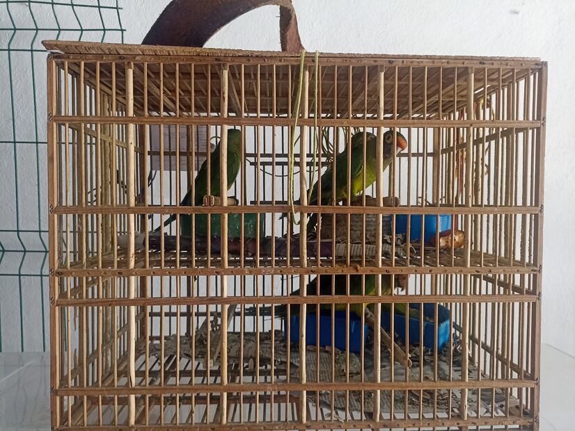 Decomisan periquitos en tianguis de Ixmiquilpan; PROFEPA actúa contra tráfico ilegal de fauna silvestre | Facebook: Unidad de Rehabilitación de Fauna Silvestre Pachuca