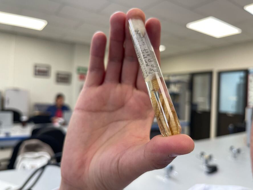 Foto: Marco Carrillo