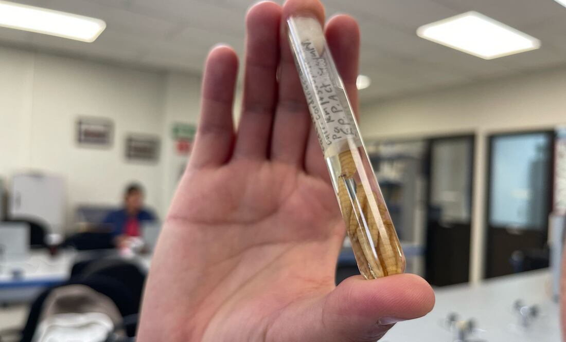 Foto: Marco Carrillo