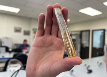 A través de insectos, peritos forenses resuelven casos