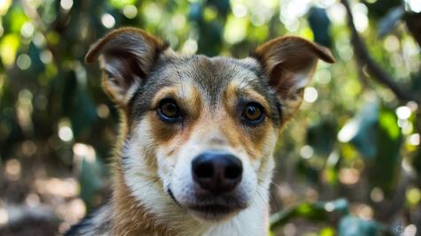 Realizan primer foro de consulta sobre reglamento de protección animal en Ixmiquilpan