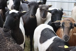 Entregan apoyos al campo en Hidalgo para fortalecer producción agropecuaria