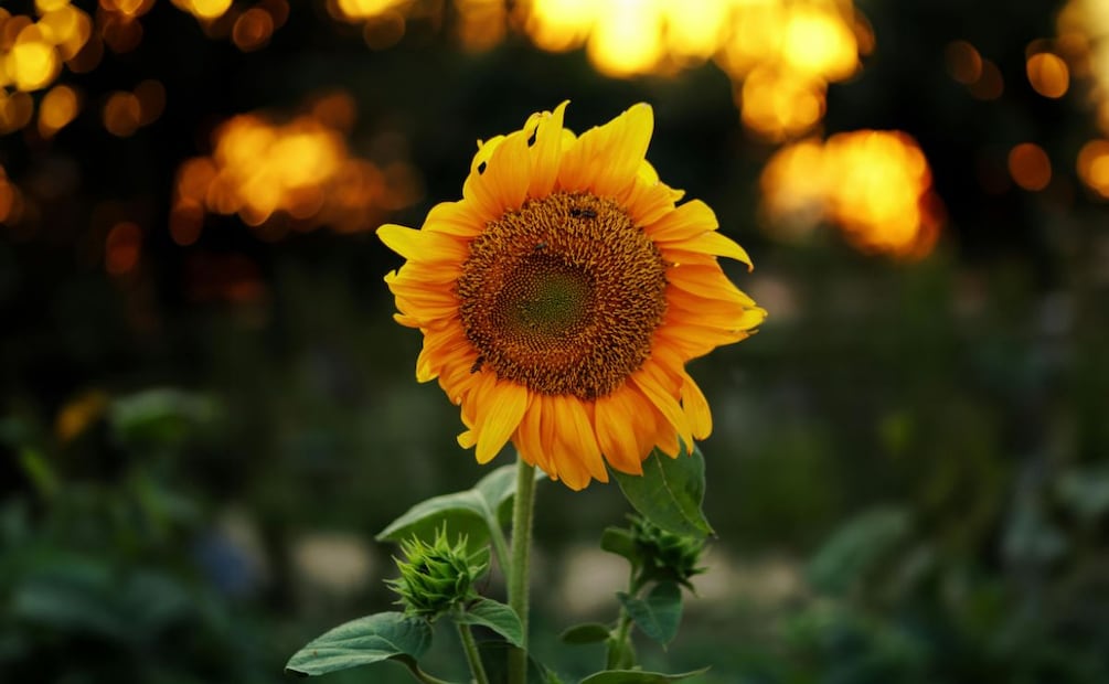 Alertan por temperaturas de hasta 45 grados en Hidalgo | Foto: Pexels