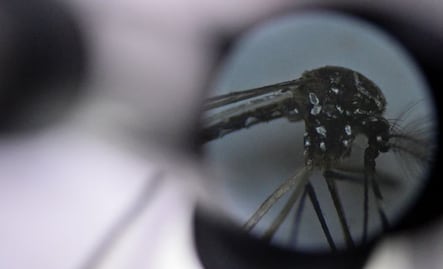 Estudio proyecta que el dengue se expandirá a la práctica totalidad en México y Brasil para 2039