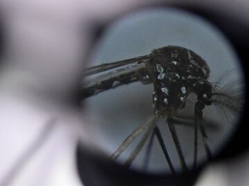 Estudio proyecta que el dengue se expandirá a la práctica totalidad en México y Brasil para 2039