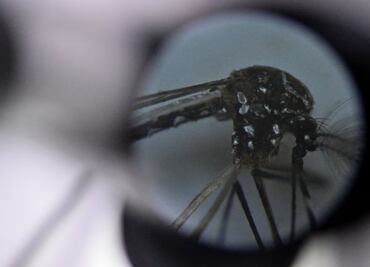 Zimapán, municipio con más casos positivos de dengue en Hidalgo