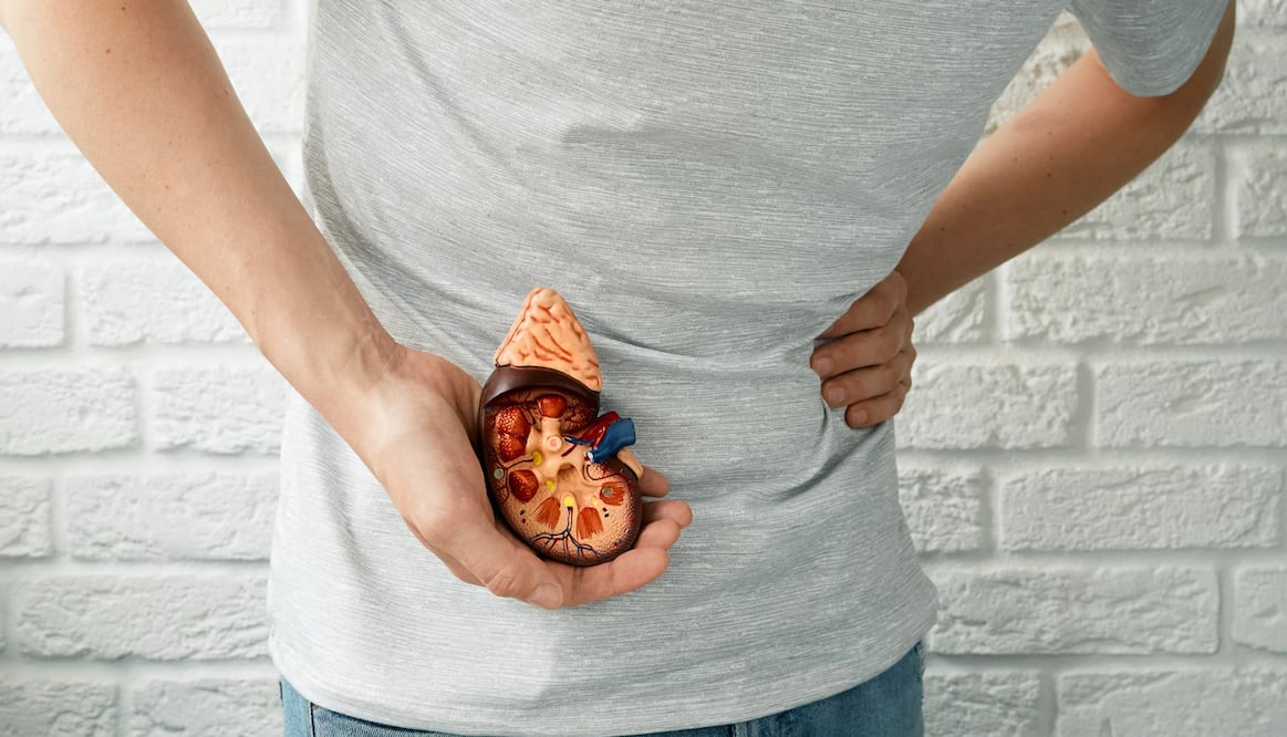 Existen diversos factores que pueden afectar el funcionamiento de los riñones y entre ellos se encuentran algunas bebidas o alimentos.
Foto: ilustrativa