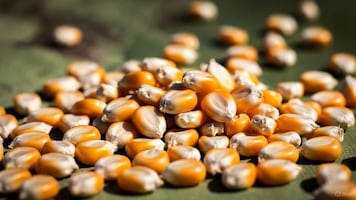 Saderh Hidalgo gestiona convenios estatales para asegurar venta de cosechas de maíz  