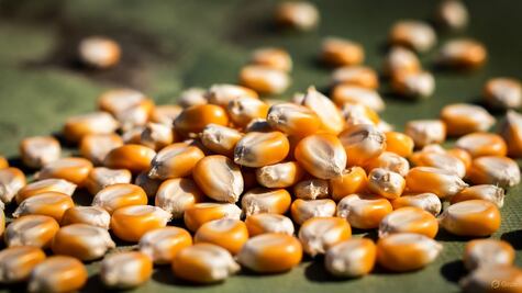 En Hidalgo pagará a 7 mil pesos tonelada de maíz; solo para para pequeños productores