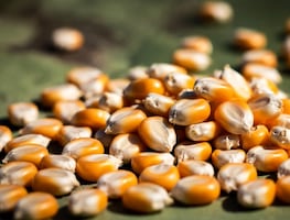 En Hidalgo pagará a 7 mil pesos tonelada de maíz; solo para para pequeños productores