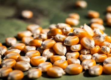 En Hidalgo pagará a 7 mil pesos tonelada de maíz; solo para para pequeños productores