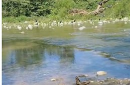 Alcalde de San Felipe denuncia foco de infección en ribera del rio por basurero clandestino 