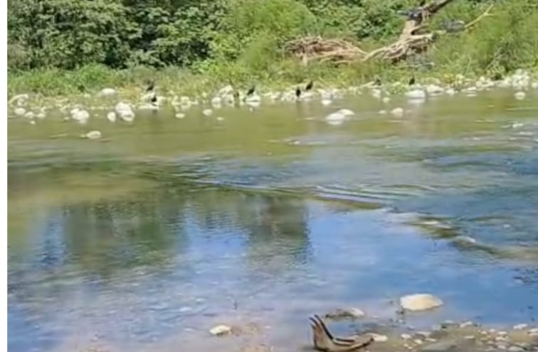 Alcalde de San Felipe denuncia foco de infección en ribera del rio por basurero clandestino 