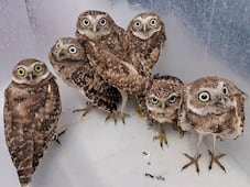 Unidad de Rehabilitación de Fauna Silvestre liberará seis ejemplares de tecolotes llaneros
