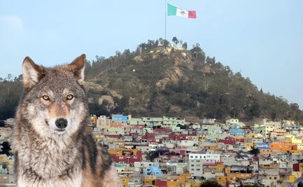 Zona de Preservación Ecológica Cerro del Lobo, más que un parque