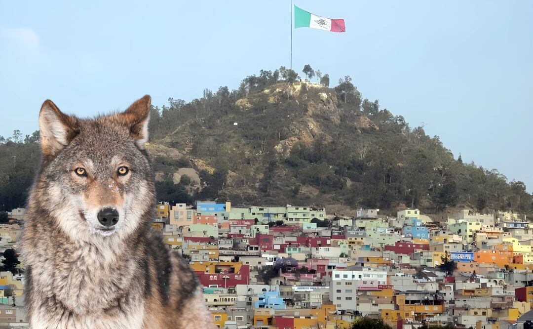 Zona de Preservación Ecológica Cerro del Lobo, más que un parque | Foto: Especial