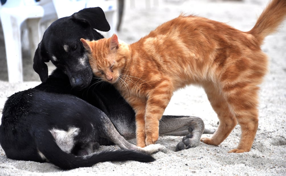Arranca en Hidalgo la Semana Nacional de Vacunación Canina y Felina 2025 | Foto: Pixabay