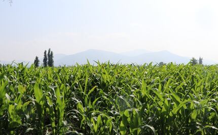 Productores de Ixmiquilpan se capacitan en uso de fertilizantes naturales