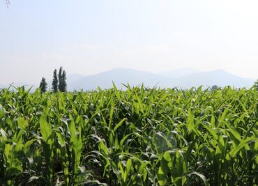 Productores de Ixmiquilpan se capacitan en uso de fertilizantes naturales