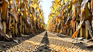 En 35 toneladas de maíz, el tope de entrega en centros de acopio de Hidalgo