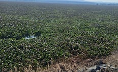 Lirio acuático cubre por completo la presa Rojo Gómez en Alfajayucan