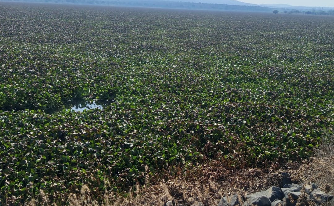 Al menos cuatro comunidades se localizan en las inmediaciones de la presa Rojo Gómez: Cerro Azul, La Cañada, La Piedad y Xamage | Foto: especial