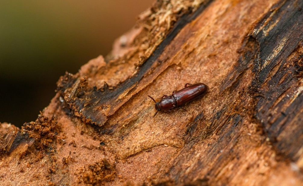 ¡Cierran senderos del Parque Nacional El Chico por plaga forestal! Foto: Pexels