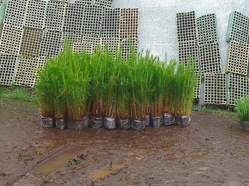 Silvicultores de Pachuca-Tulancingo cumplen 35 años promoviendo la conservación forestal